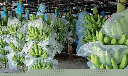 越南香蕉期货行情走势分析(越南香蕉产地在哪里)_https://www.senxinmaoyi.com_快递查询_第1张