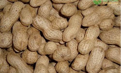 花生价格最新行情期货(花生米期货价格走势)_https://www.senxinmaoyi.com_邮政编码_第1张