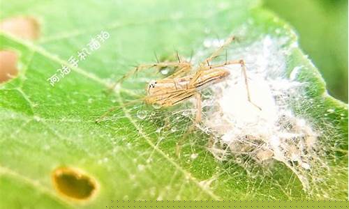 蜘蛛财经直播(蜘蛛财经直播间)_邮政编码_第1张_快递网 蜘蛛财经直播(蜘蛛财经直播间)_https://www.senxinmaoyi.com_邮政编码_第1张